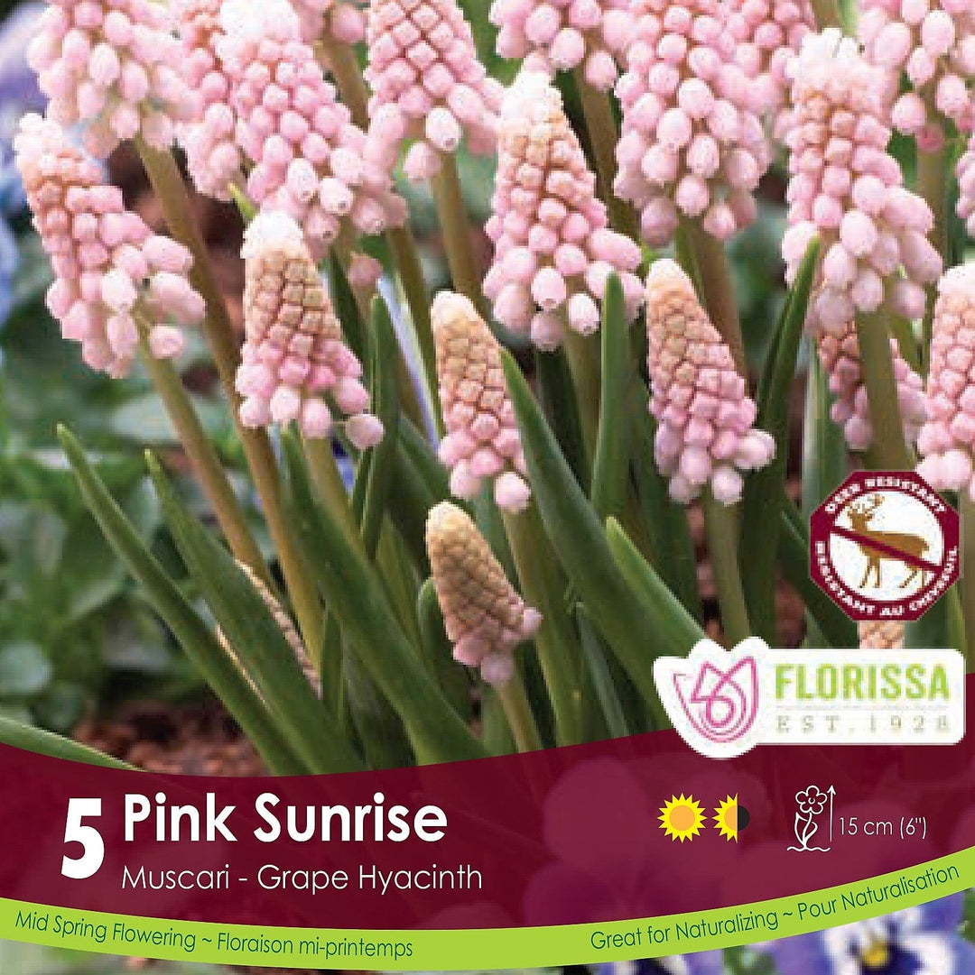 Muscari Pink Sunrise 