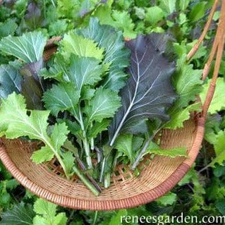 Mustard Cut & Come Again - Renee's Garden Seeds