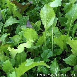 Mustard Cut & Come Again - Renee's Garden Seeds