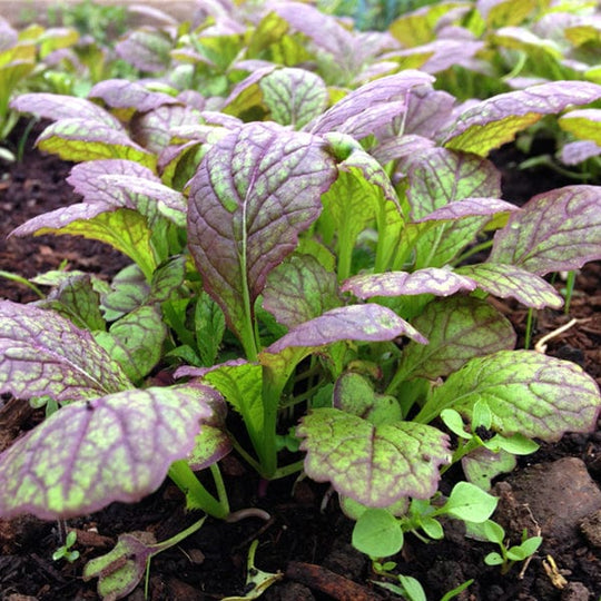 Mustard Giant Red - Saanich Organics Seeds