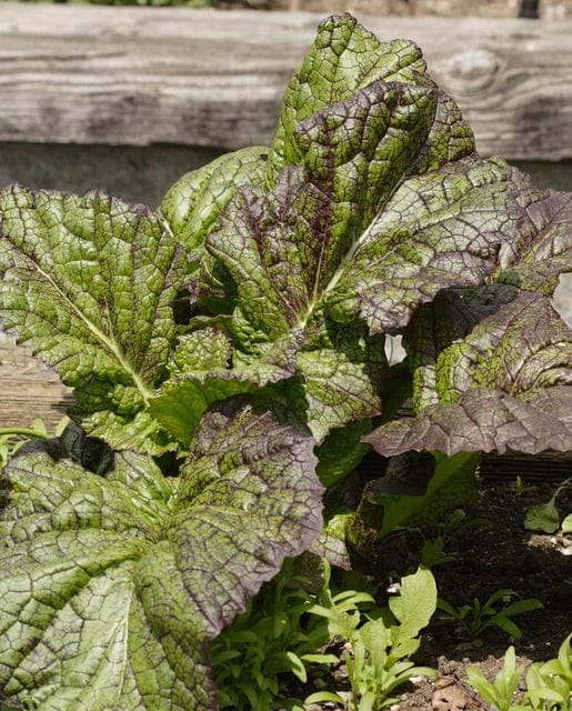 Mustard Giant Red - West Coast Seeds