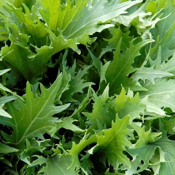 Mustard Green Mizuna - Saanich Organics Seeds