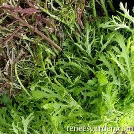 Mustard Ruby & Emerald Streaks - Renee's Garden Seeds