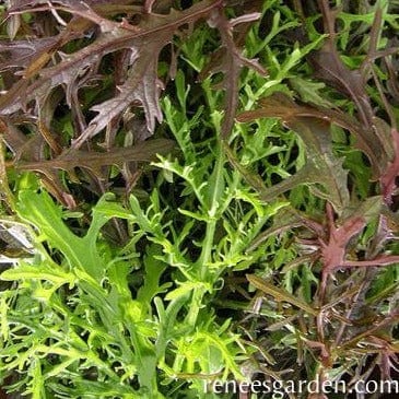 Mustard Ruby & Emerald Streaks - Renee's Garden Seeds