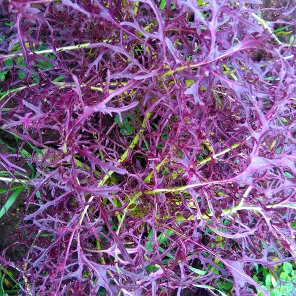 Mustard Ruby Streaks - Saanich Organics Seeds