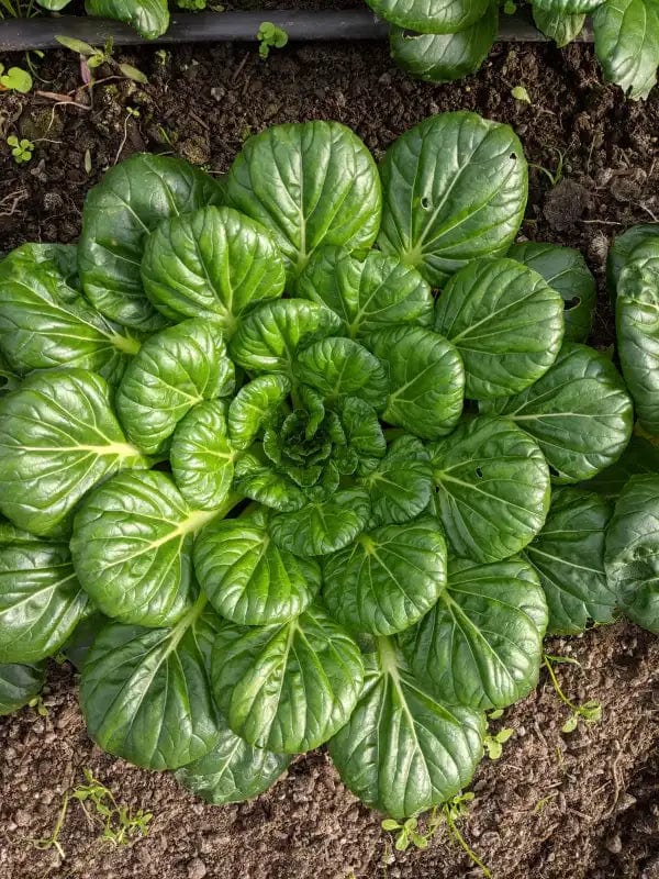 Mustard Tatsoi - Saanich Organics Seeds