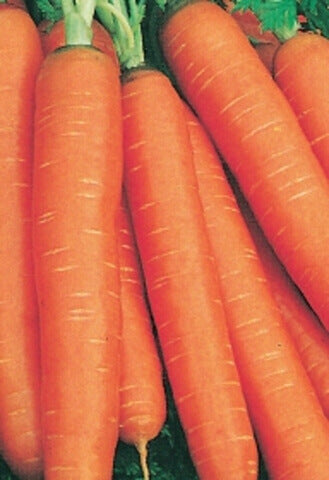 Carrot Nantes Coreless - Ontario Seed Company
