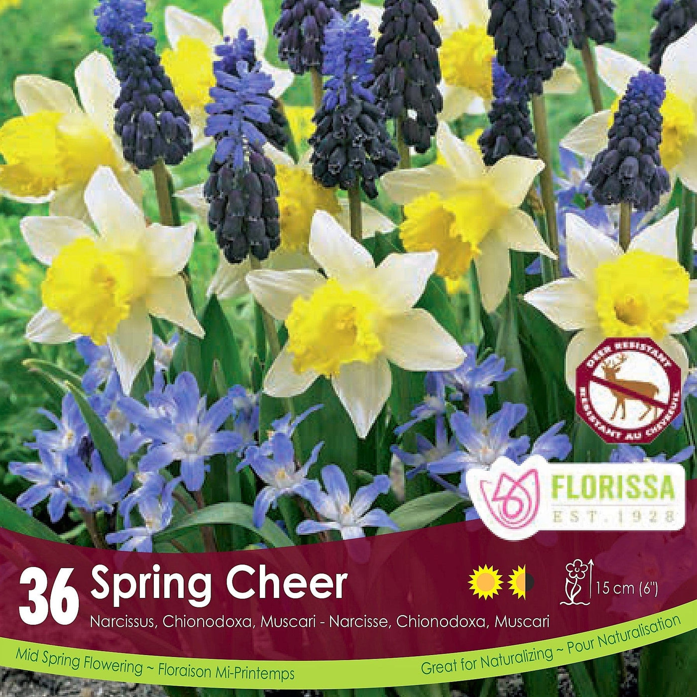 Narcissus, Chionodoxa, & Muscari Spring Cheer Yellow and purple