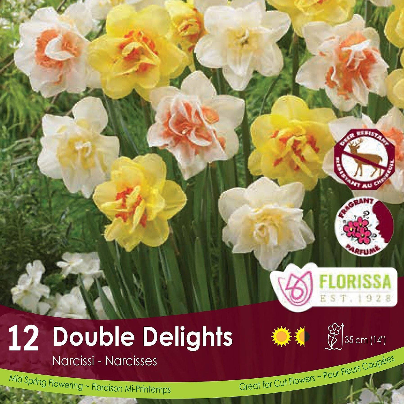 Narcissi - Double Delights, Colourful Companions, 12 pack
