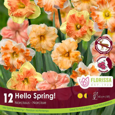 Narcissi - Hello Spring! Colourful Companions, 12 Pack