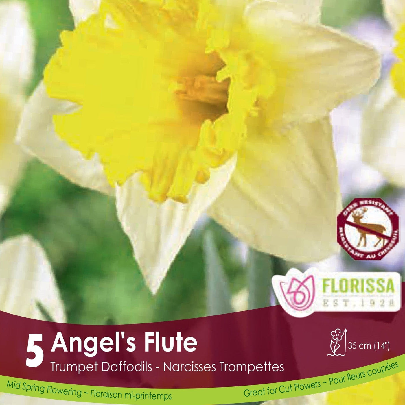 Yellow Trumpet Daffodils Narcissus Angels Flute 