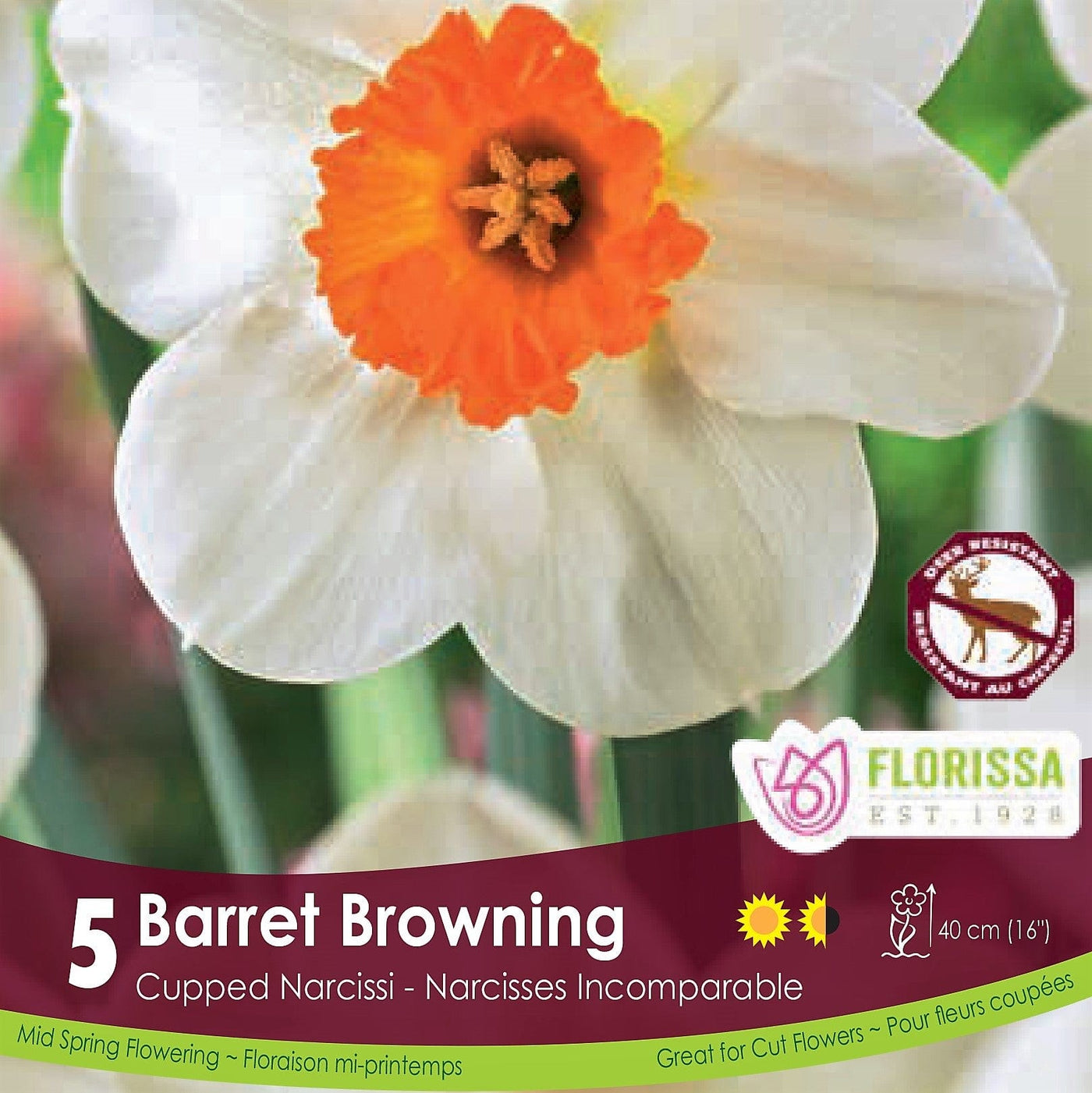 Cream and Orange Cupped Narcissus Barret Browning 