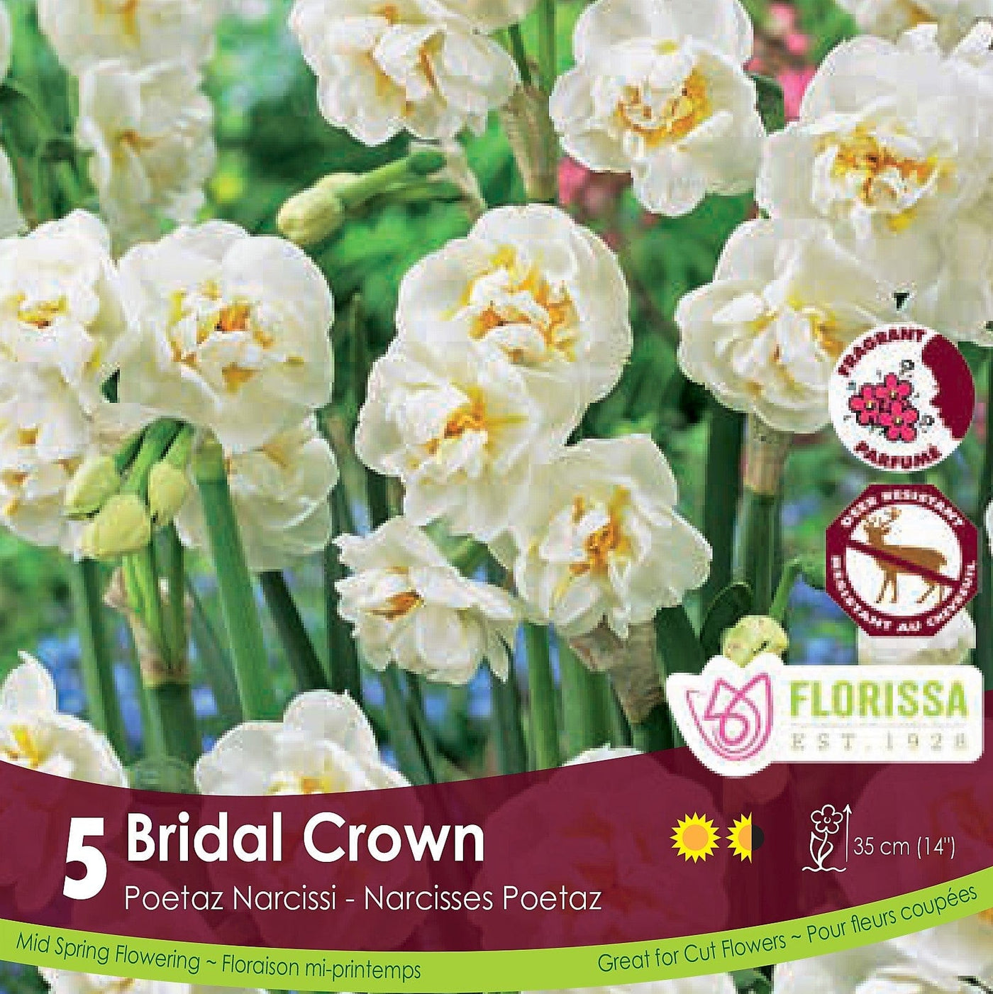 Cream Yellow Poetaz Narcissus Bridal Crown 