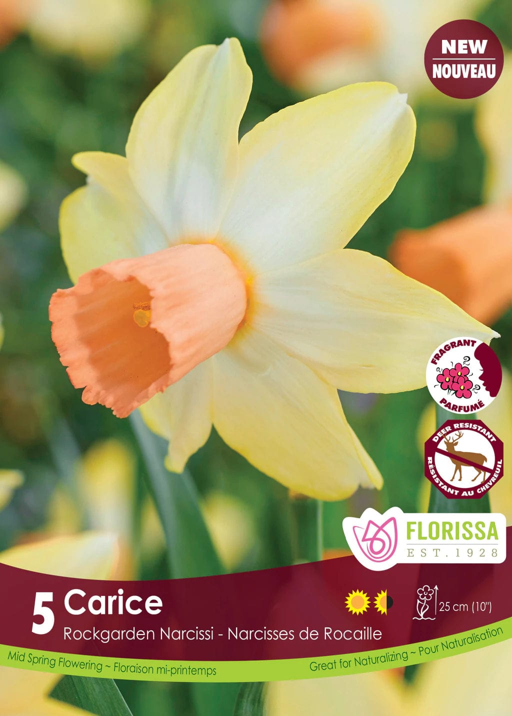 Narcissus - Carice, 5 Pack