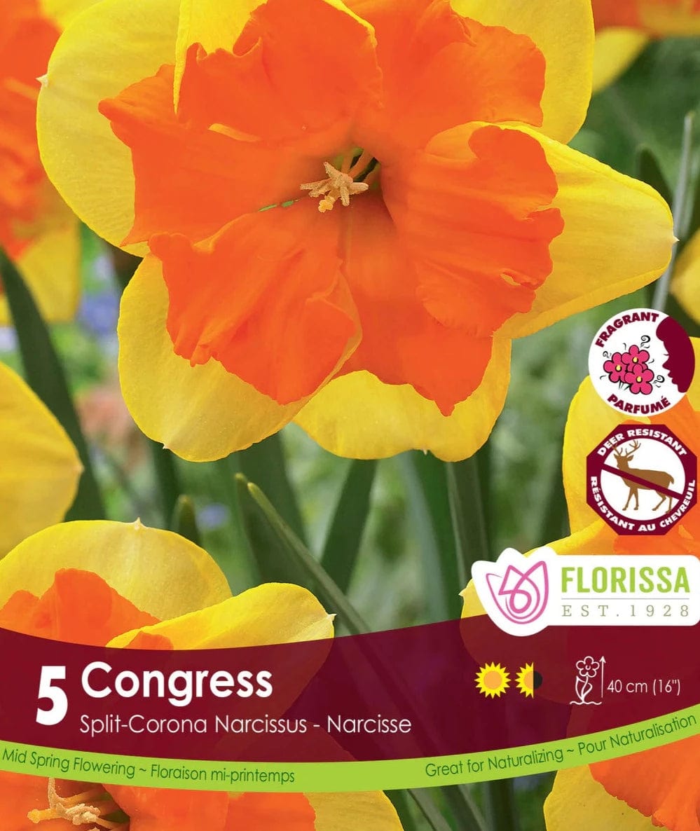 Narcissus - Congress, Split-Corona, 5 Pack