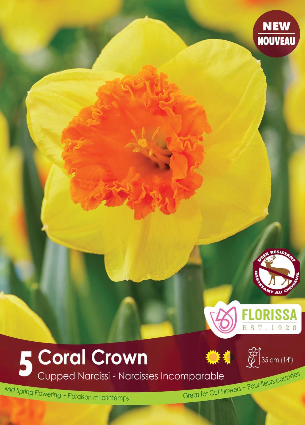 Narcissus - Coral Crown, 5 Pack
