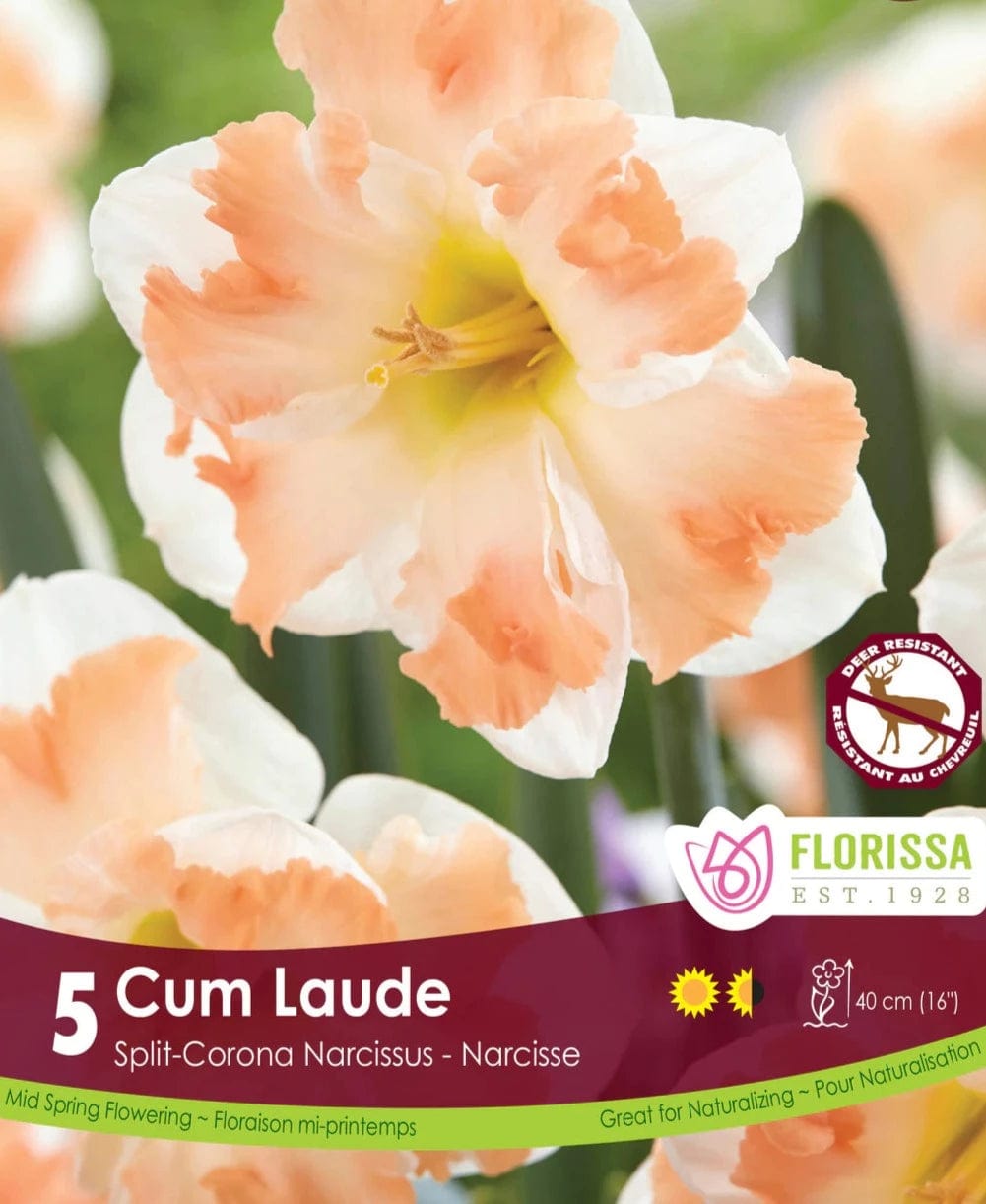 Narcissus - Cum Laude, Split-Corona, 5 Pack