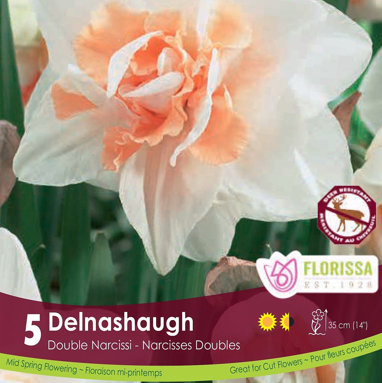 Orange Narcissus Double Delnashaugh 