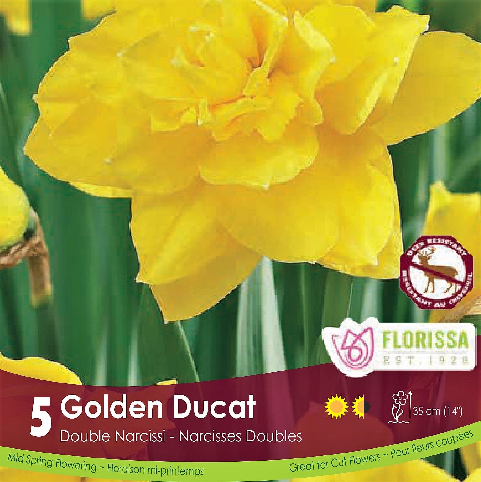 Yellow Narcissus Double Golden Ducat 