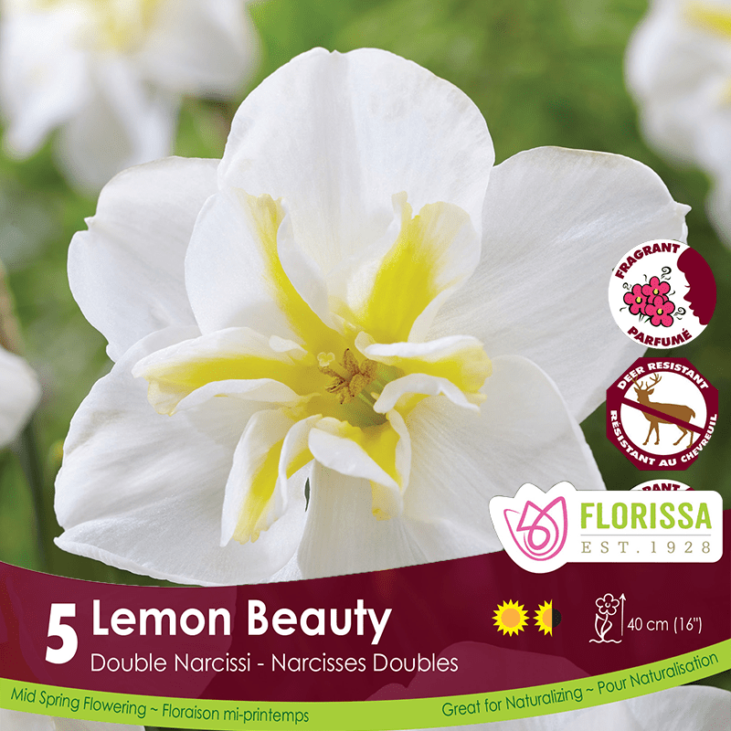 Narcissus, Double - Lemon Beauty, 5 Pack