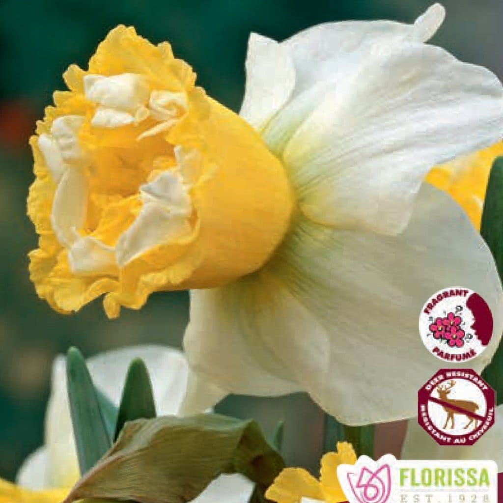 Yellow Cream Narcissus Double Wave 