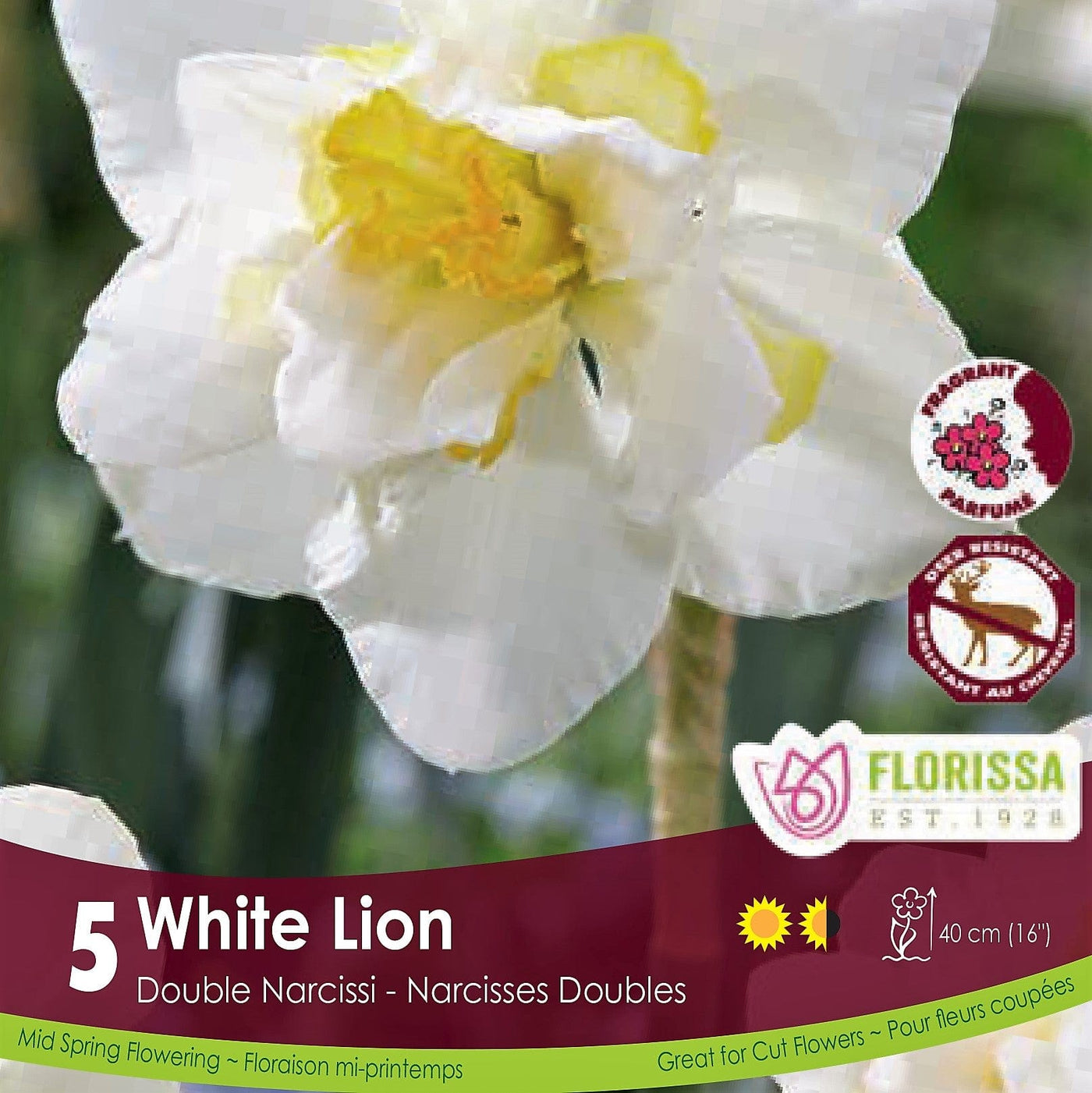 White and Yellow Narcissus Double White Lion 