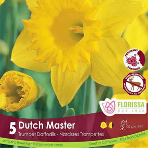 Yellow Trumpet Daffodils Narcissus Dutch Master 