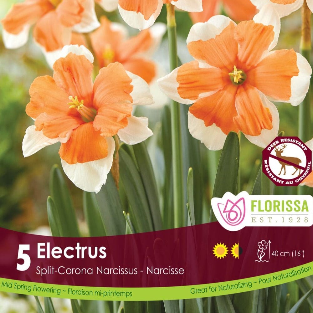Narcissus - Electrus, Split-Corona, 5 Pack