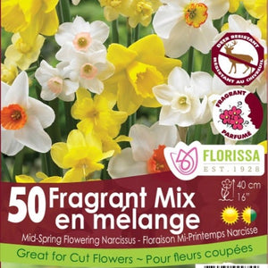 Narcissus - Fragrant Mix - Mesh Bag, 50 Pack