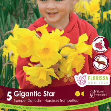 Narcissus - Gigantic Star, 5 Pack