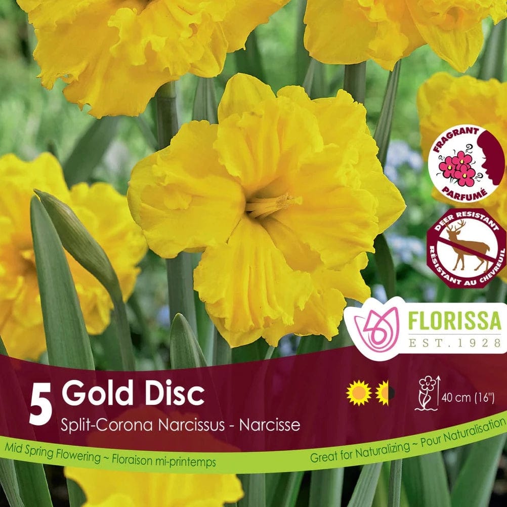 Narcissus - Gold Disc, Split Corona, 5 Pack