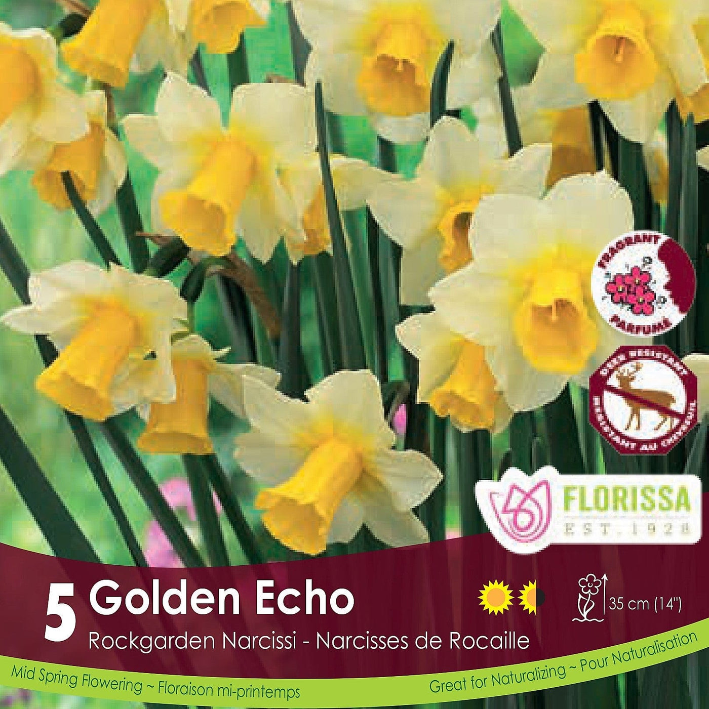 Yellow Rockgarden Narcissus Golden Echo Tops 