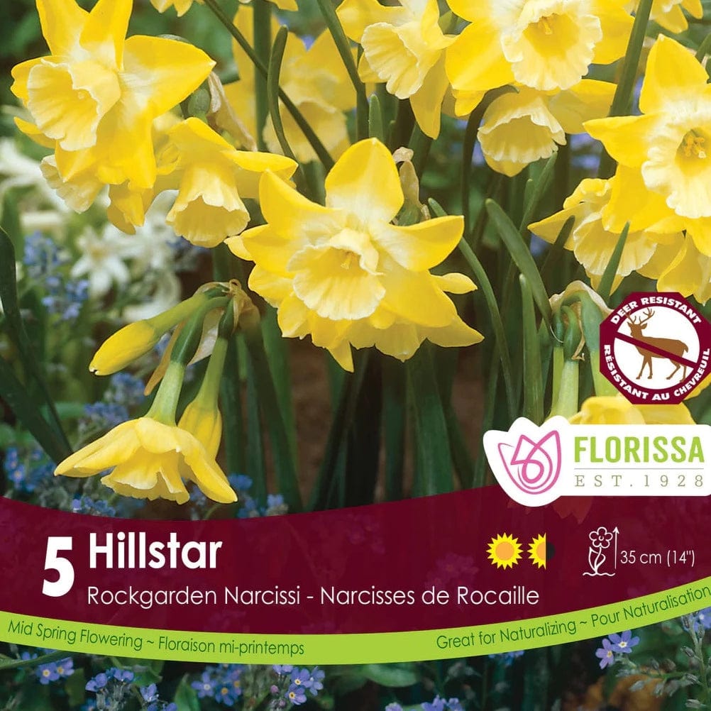 Narcissus - Hillstar, 5 Pack