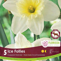Narcissus - Ice Follies, 5 Pack