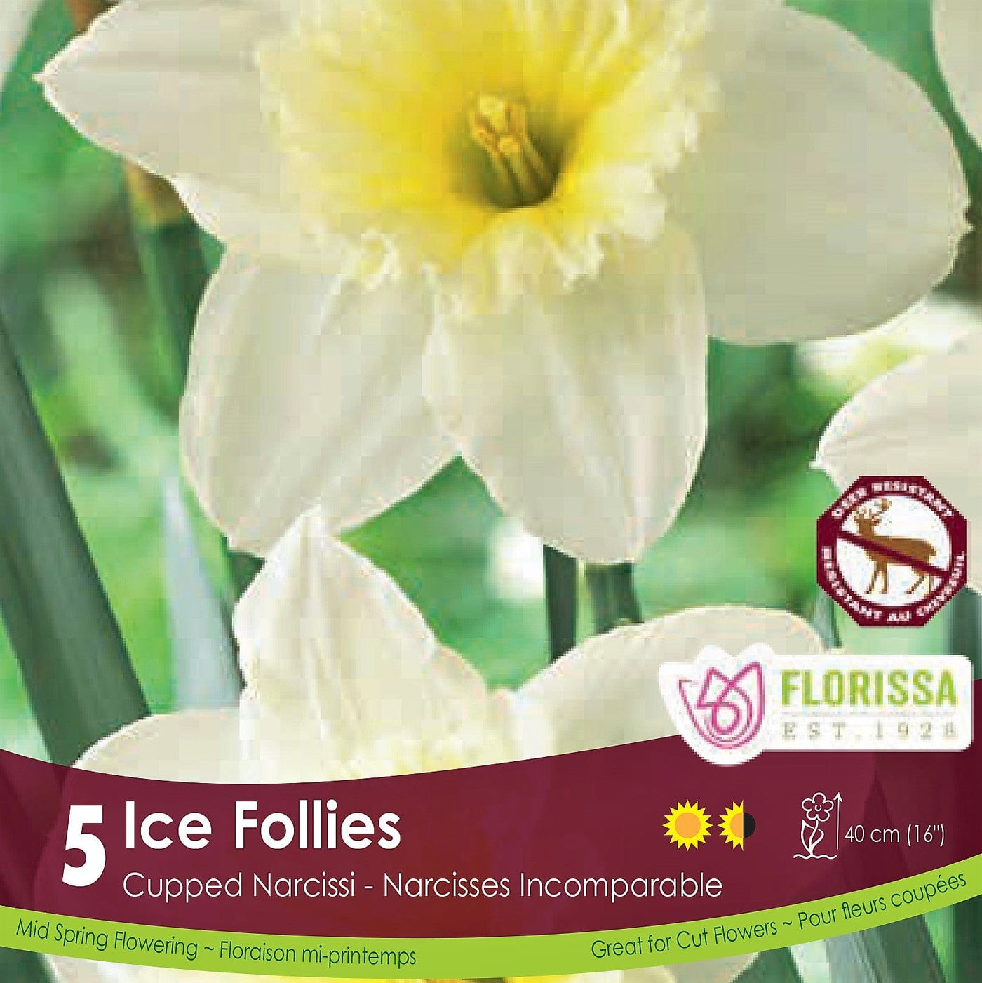 Narcissus Ice Follies Cream Yellow