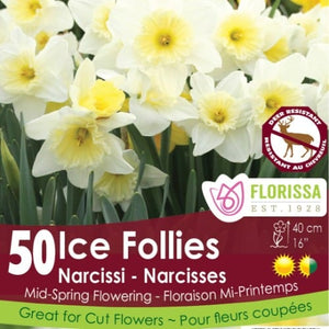 Narcissus - Ice Follies - Mesh Bag, 50 Pack