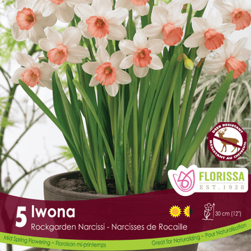 Narcissus - Iwona, 5 Pack