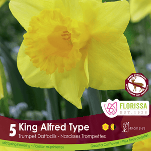 Narcissus Yellow King Alfred Type