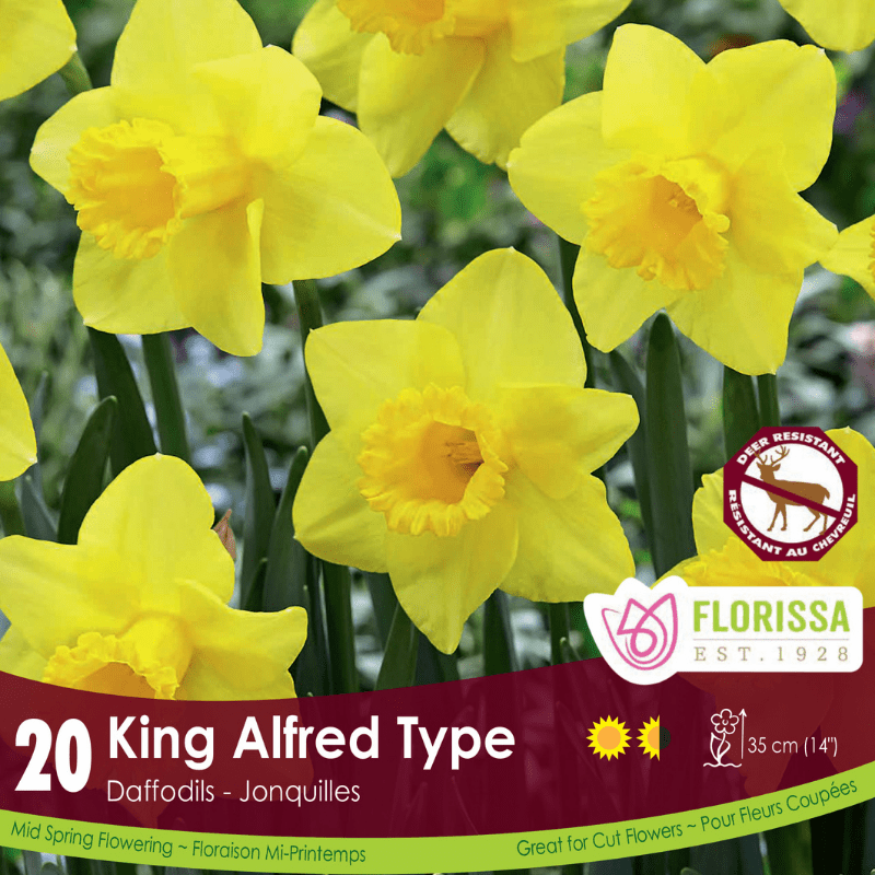 Narcissus - King Alfred Type, BONUS 20 Pack