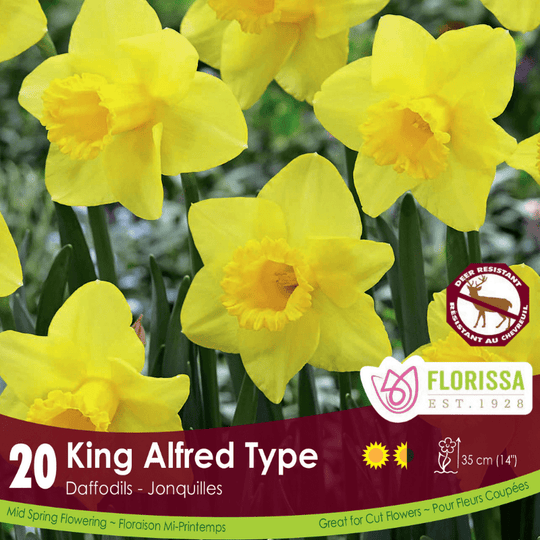 Narcissus - King Alfred Type, BONUS 20 Pack