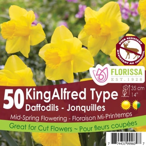 Narcissus - King Alfred Type - Mesh Bag, 50 Pack