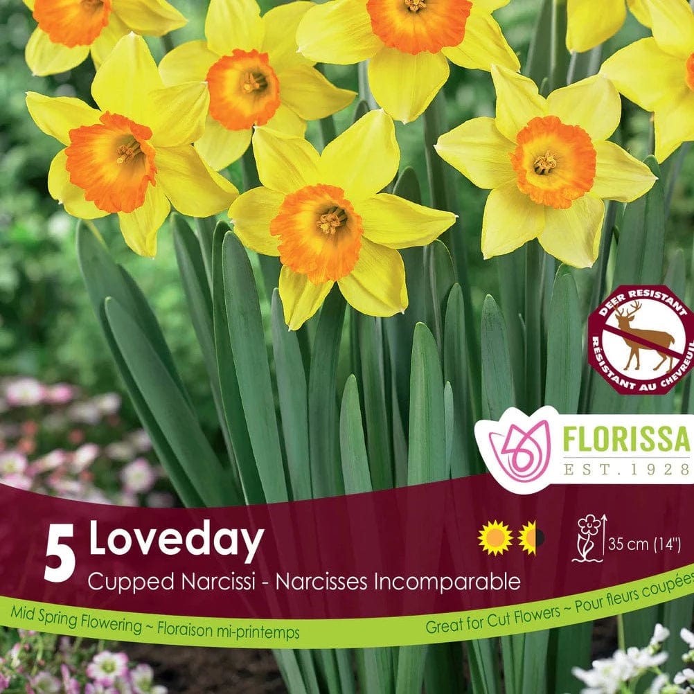 Narcissus - Loveday, 5 Pack