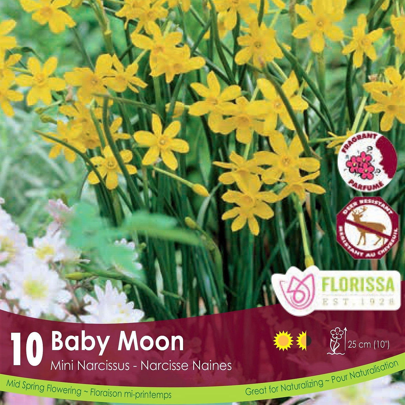 Yellow Mini Narcissus Baby Moon Tops 