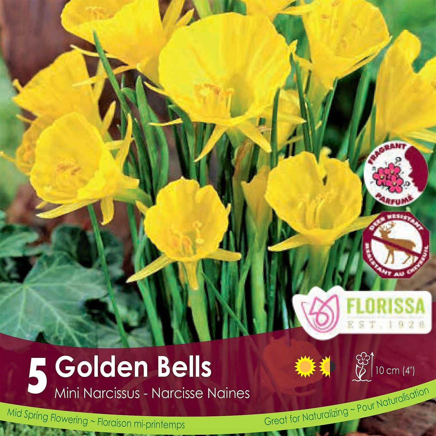 Yellow Mini Narcissus Golden Bells Tops 