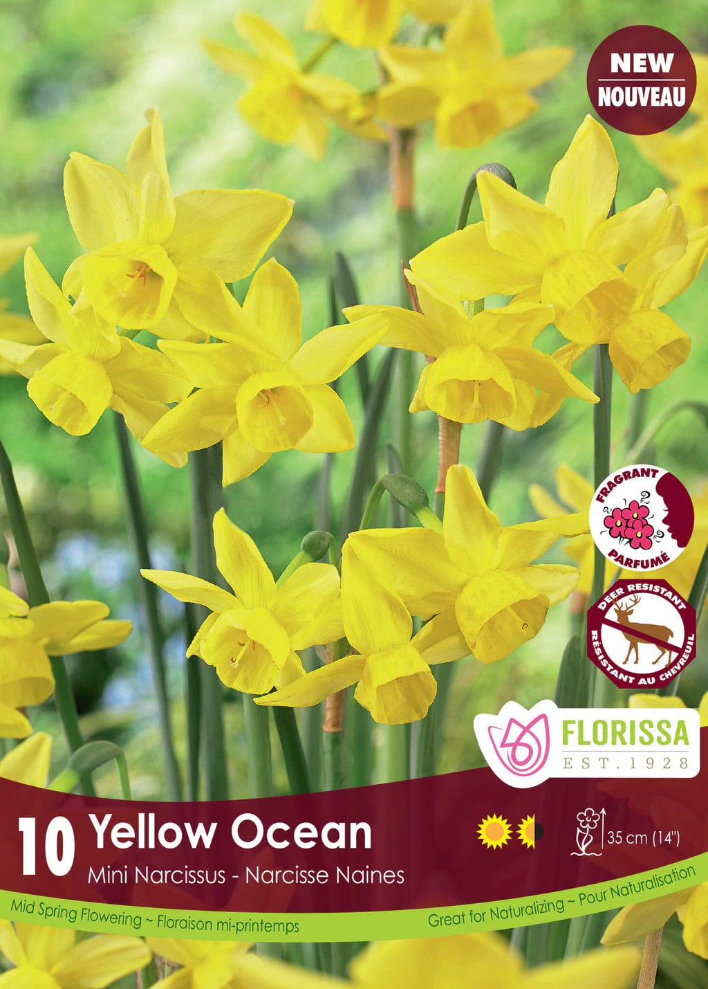 Narcissus (Mini) - Yellow Ocean, 10 Pack