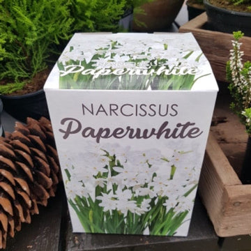 Narcissus - Paperwhite Gift Kit (Indoor)