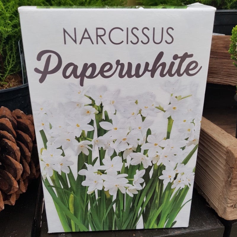 Narcissus - Paperwhite Gift Kit (Indoor)