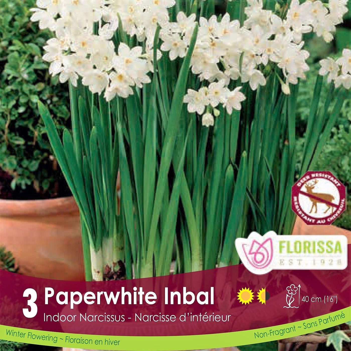 White Narcissus Paperwhite Inbal 