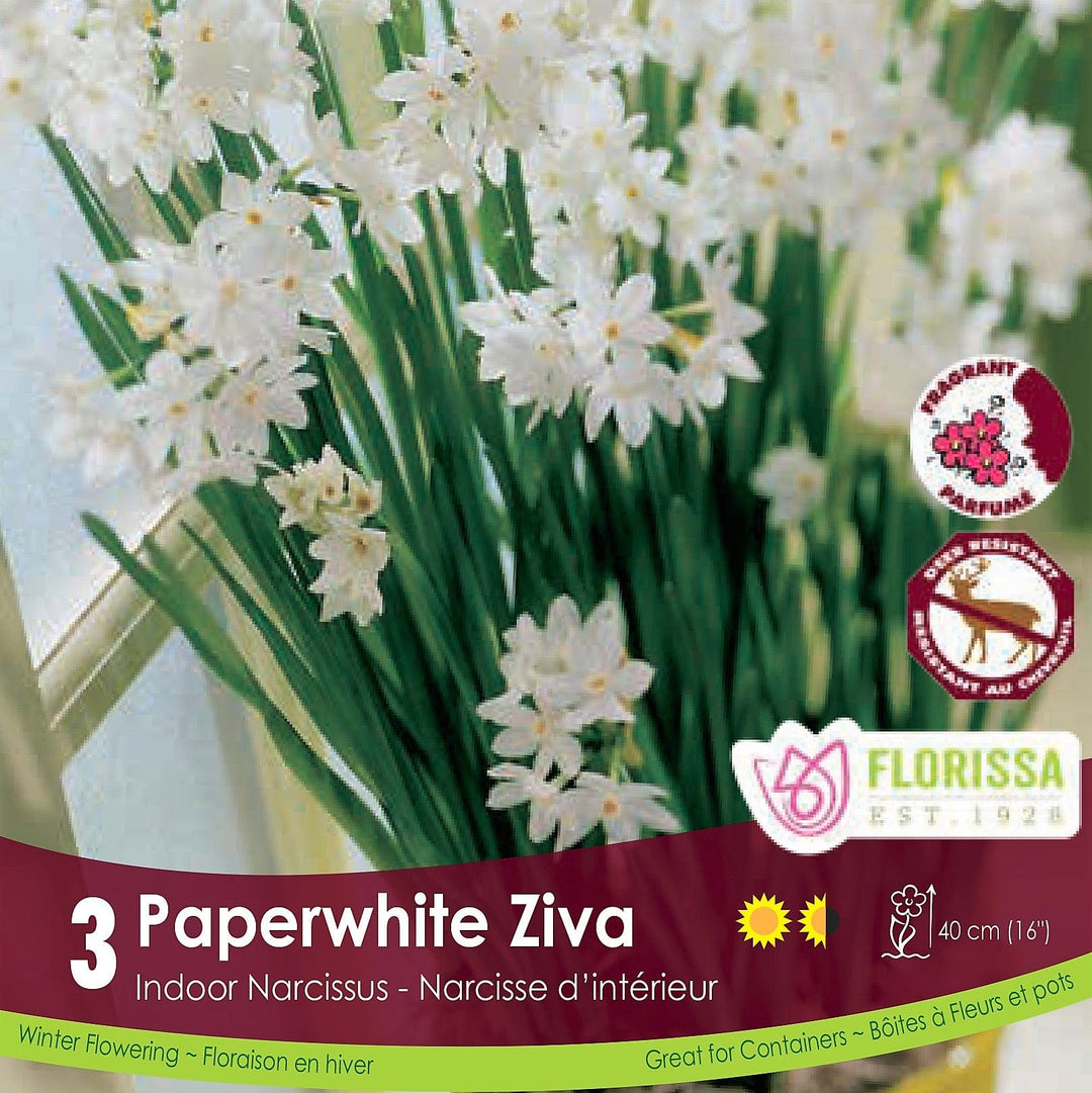 White Narcissus Paperwhite Ziva 