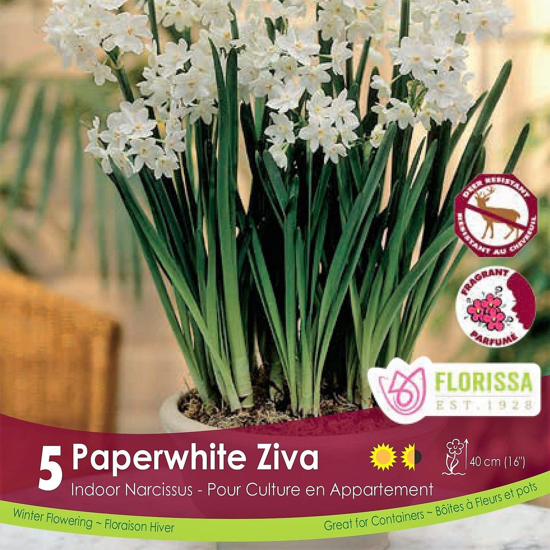 Narcissus - Paperwhite Ziva (Indoor) - BONUS 5 Pack